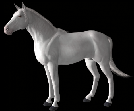 horse9.png