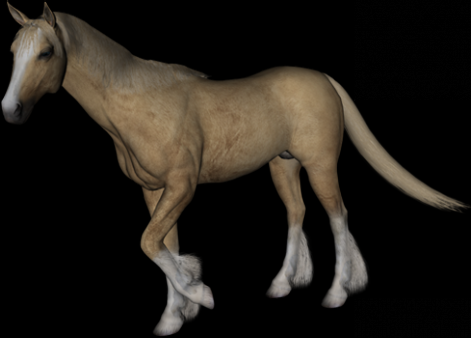 tier_horse03.png